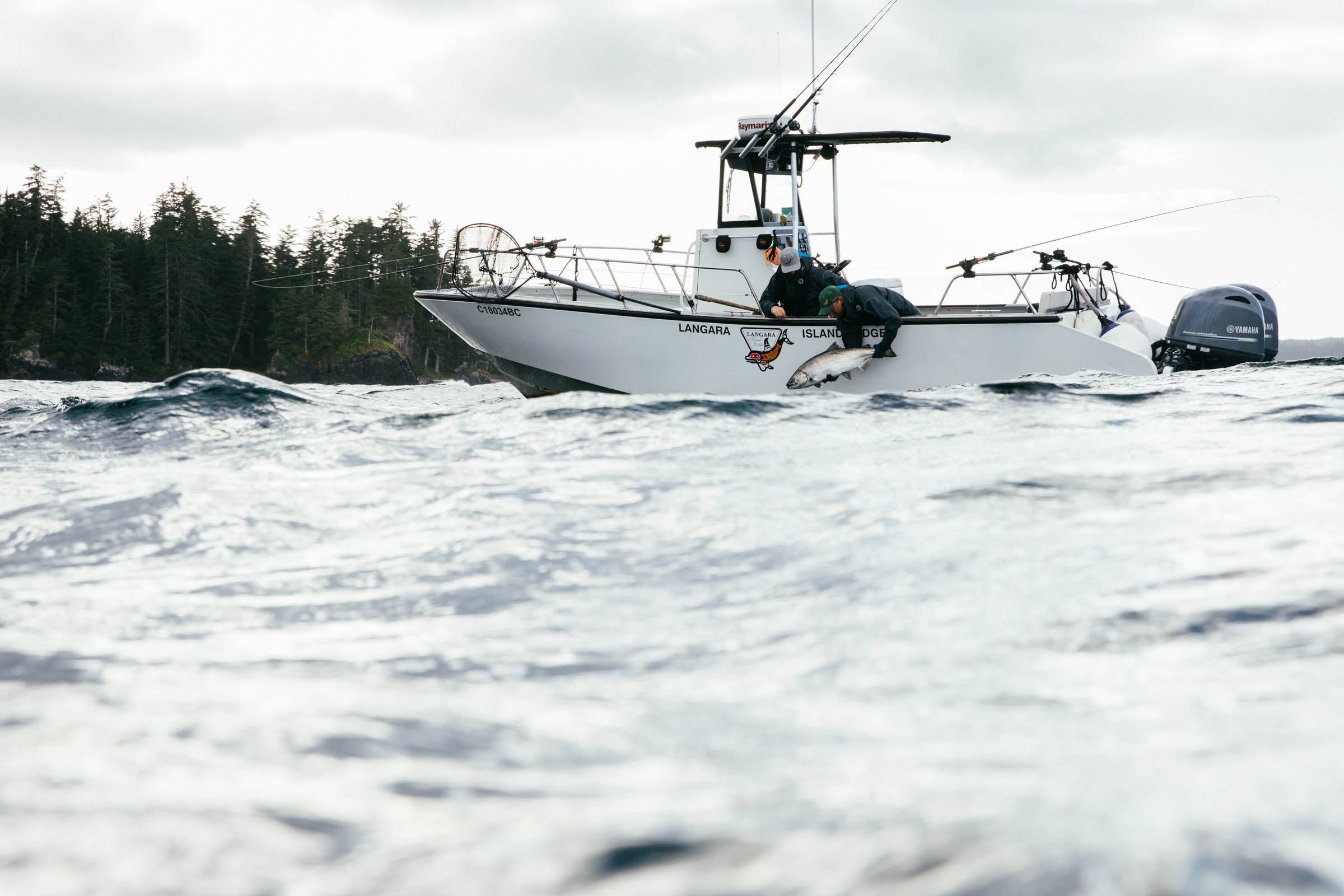 Anglers aboard a Langara Island Lodge boat pull a large salmon from the ocean waves along a forested coastline.
