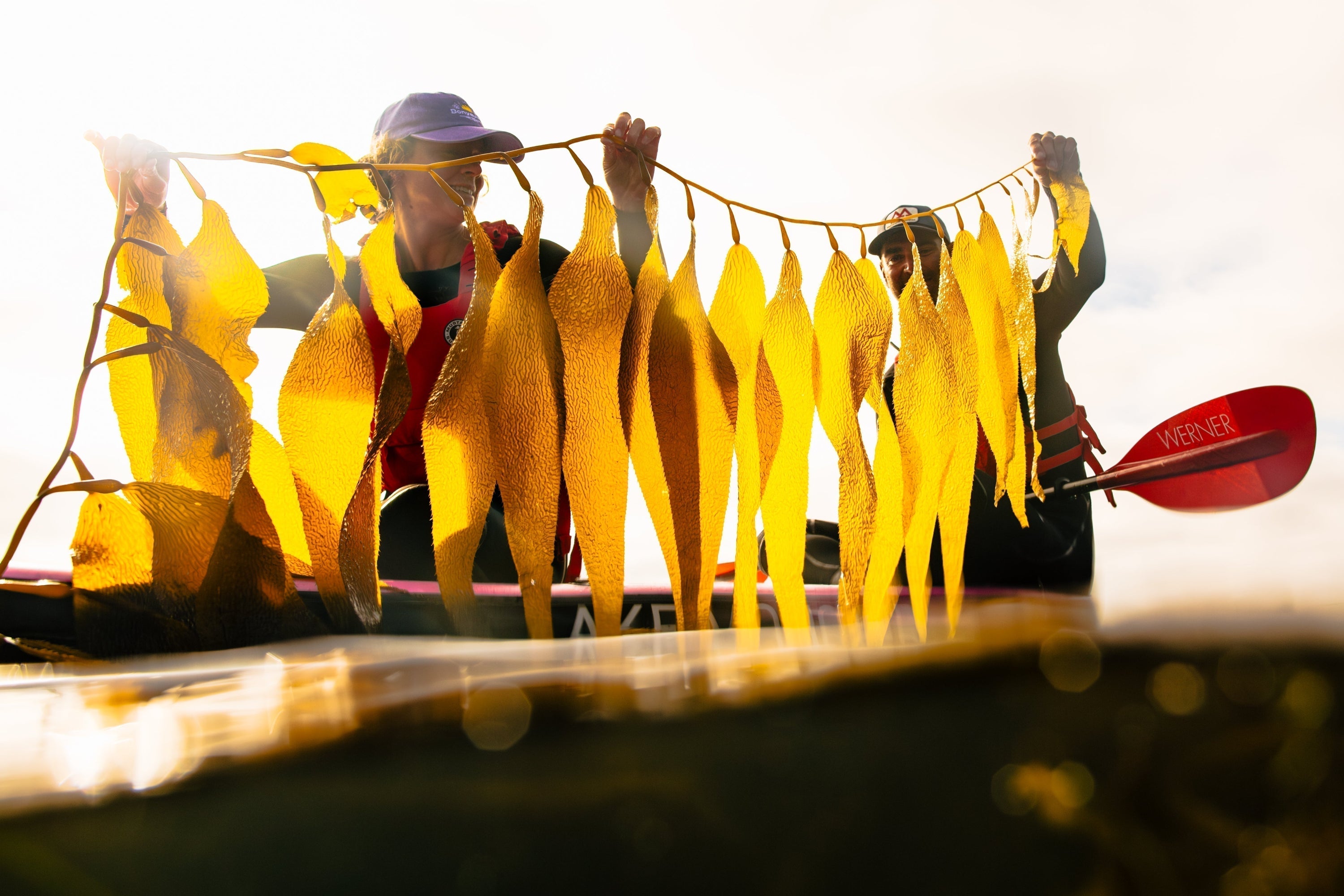 Two kayakers hold up a long, vibrant strand of golden kelp while conducting kelp monitoring from their boats.