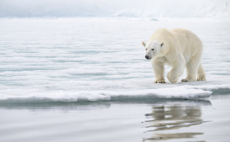 Witnessing Change: Environmental Shifts in the Polar Regions