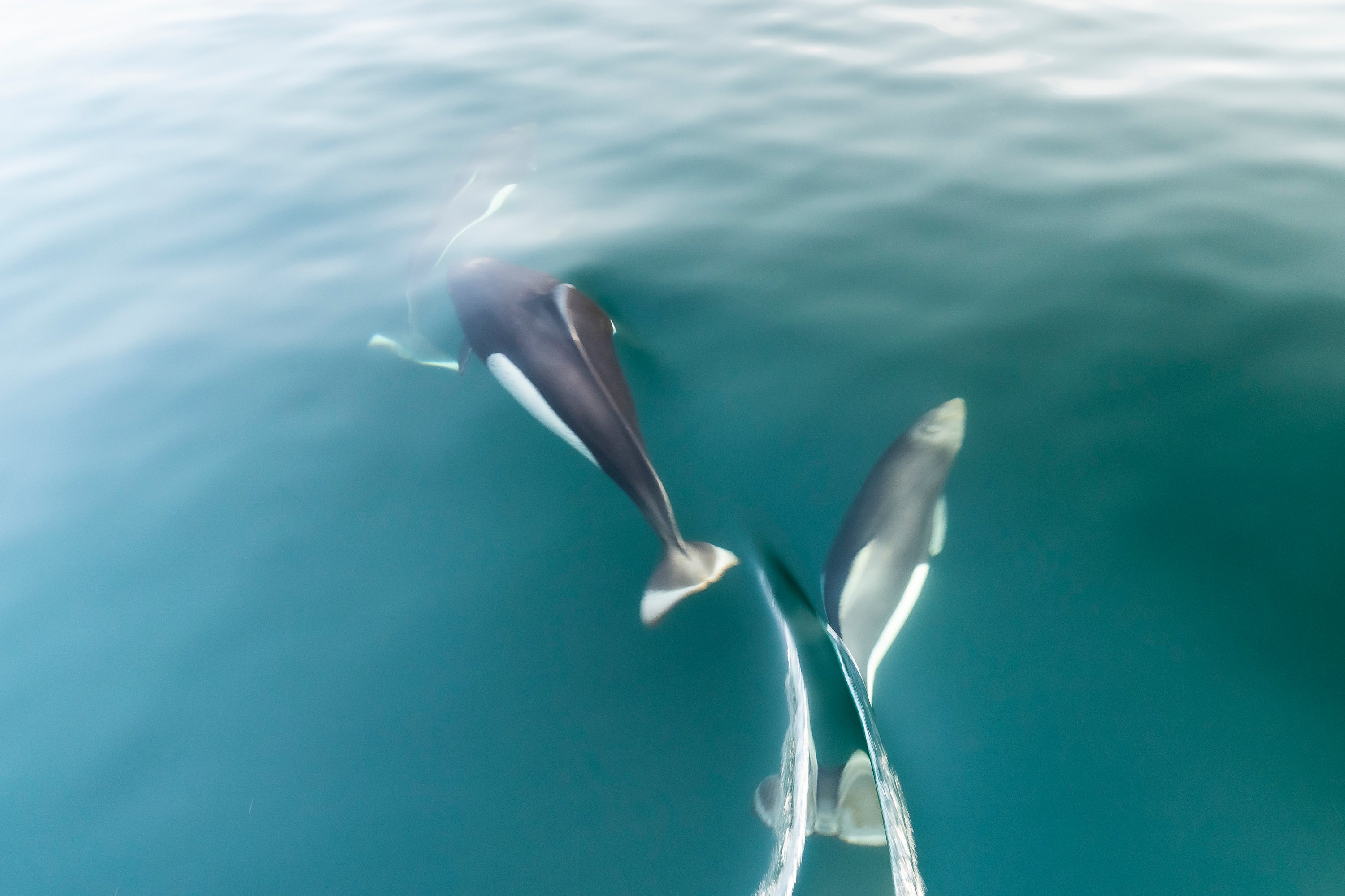 A Journal Entry of a Wildlife Photographer: Broughton Archipelago Pacific White-Sided Dolphins